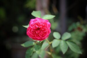 G845837885088bc2ca37ed8f635bacbfd4dcacd4ed6857a6f5cd4cf1a54223ff1823fddde9ccf39bc8df7aeac8b086c1887f273e7037491bf9da269d80adcaaa8 640